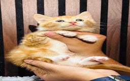 Mixed Breed cats for sale: 🎃 4 Pumpkin Gingers & 2 Phantom Kittens 👻 - Image 5