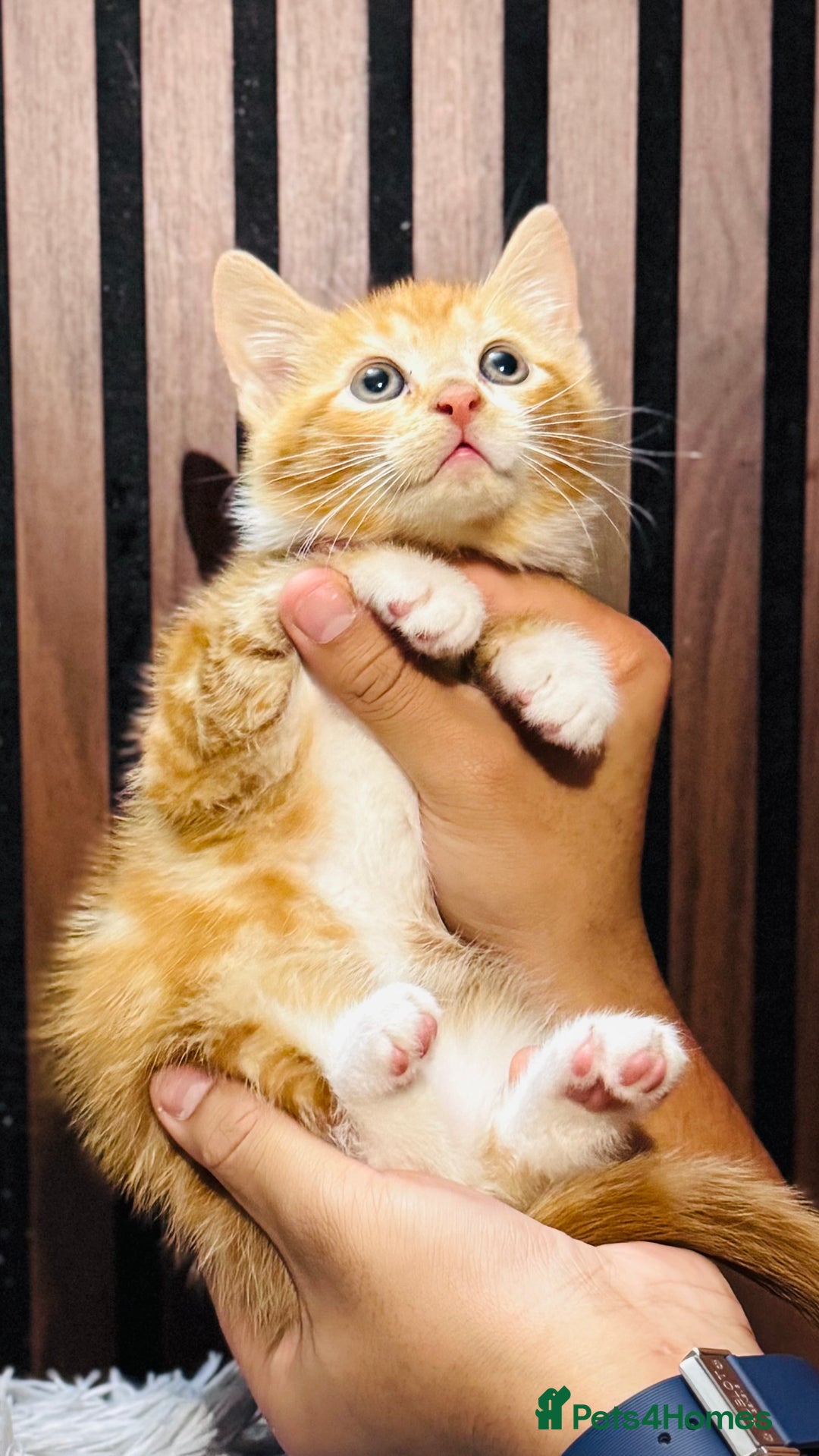 Mixed Breed cats for sale: 🎃 4 Pumpkin Gingers & 2 Phantom Kittens 👻 - Image 5