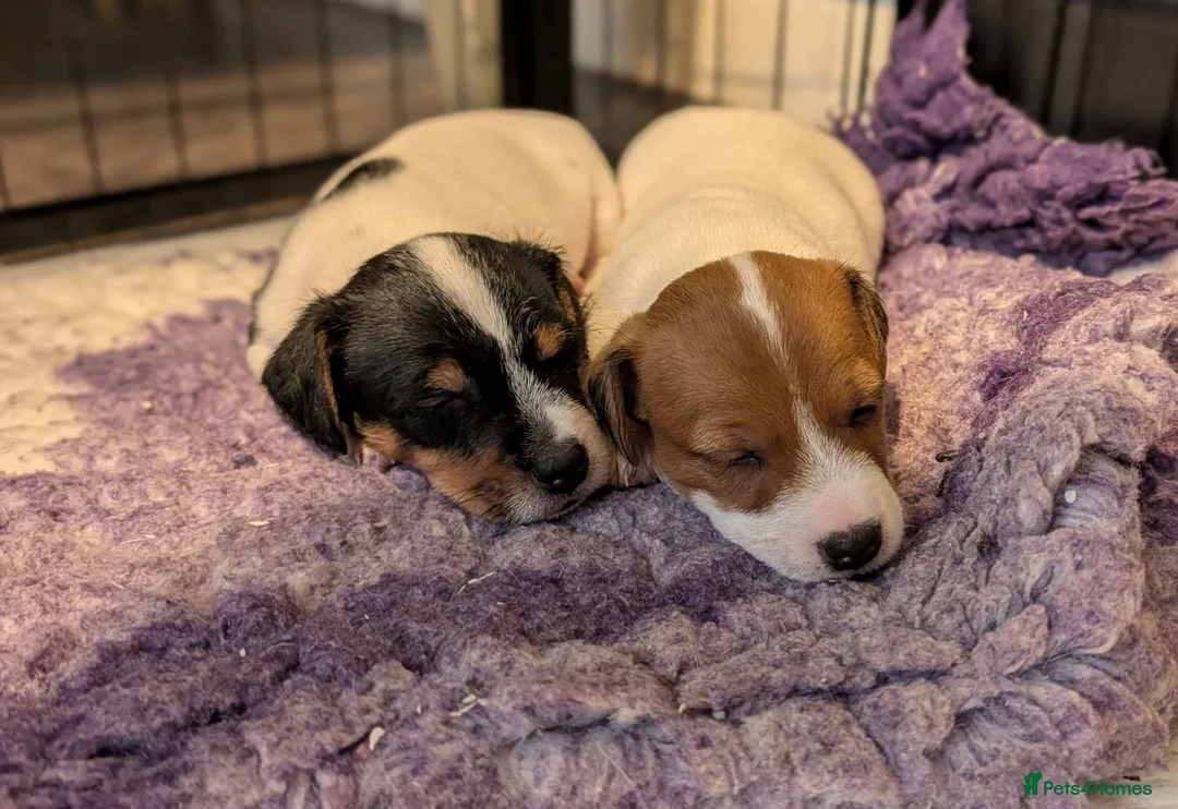 Jack Russell dogs for sale: Beautiful Jack Russell pups - Advert 1