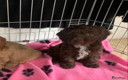 Cockapoo dogs for sale: Cockapoo puppies ready now - Image 13
