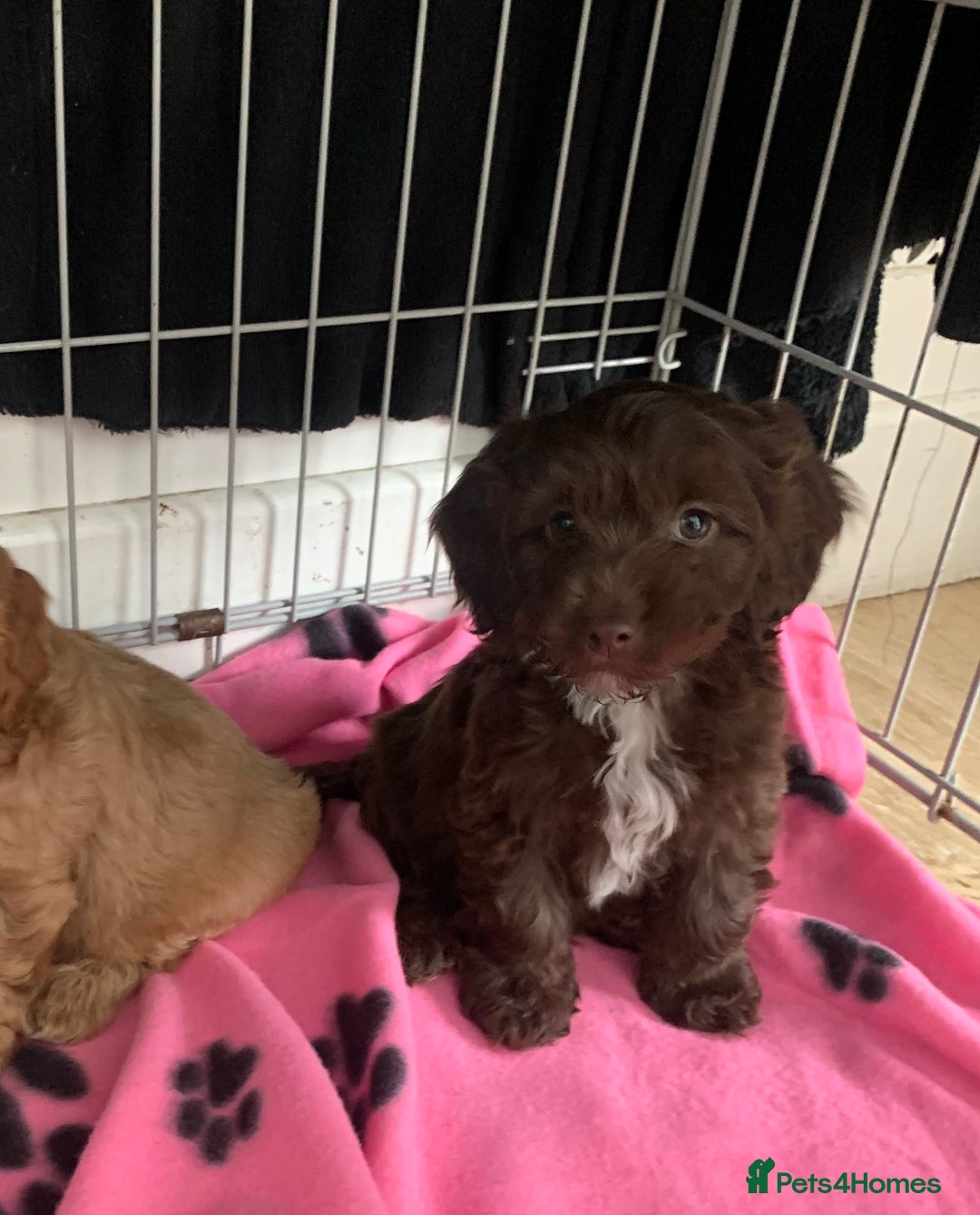Cockapoo dogs for sale: Cockapoo puppies ready now - Image 13