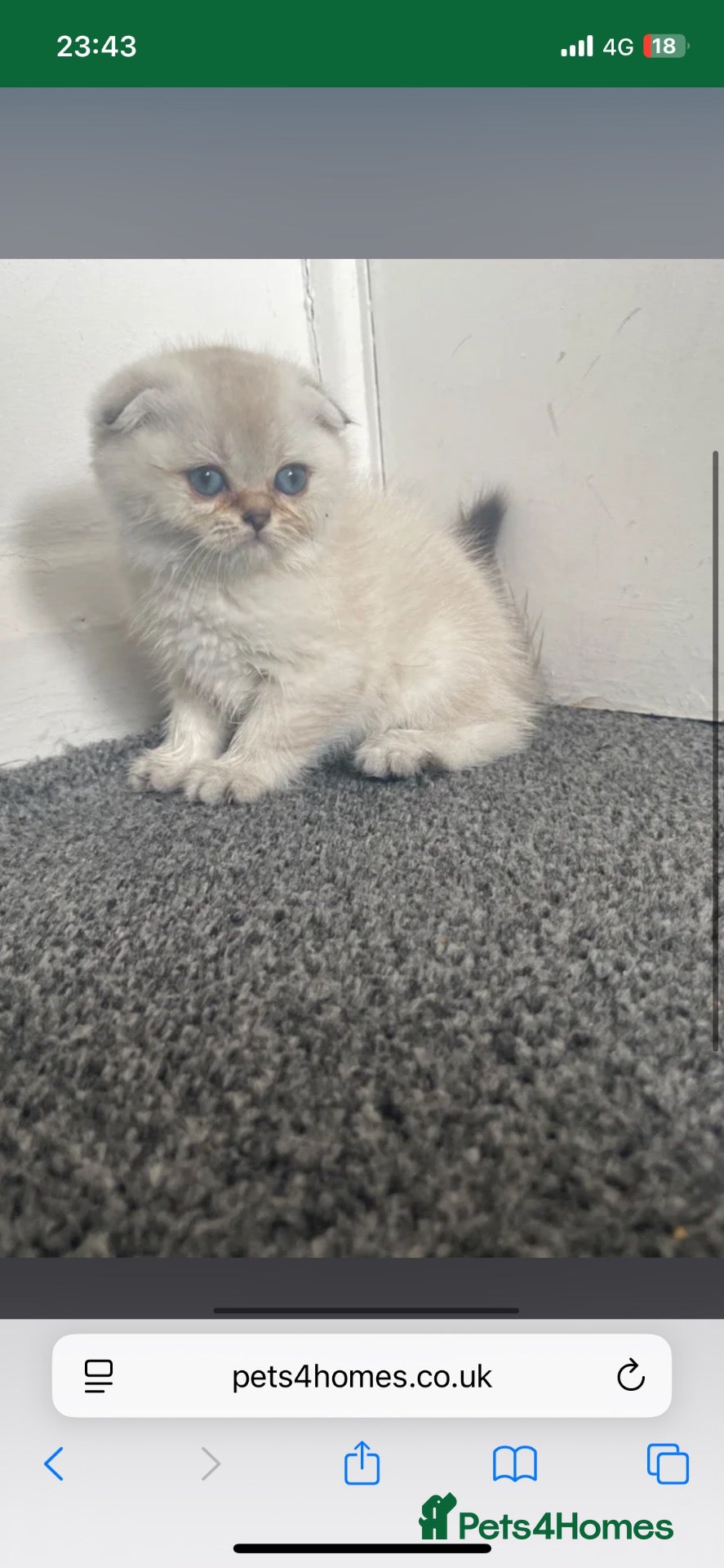 Scottish Fold cats Adorable Scottish Fold Kittens for Sale  - Advert 2