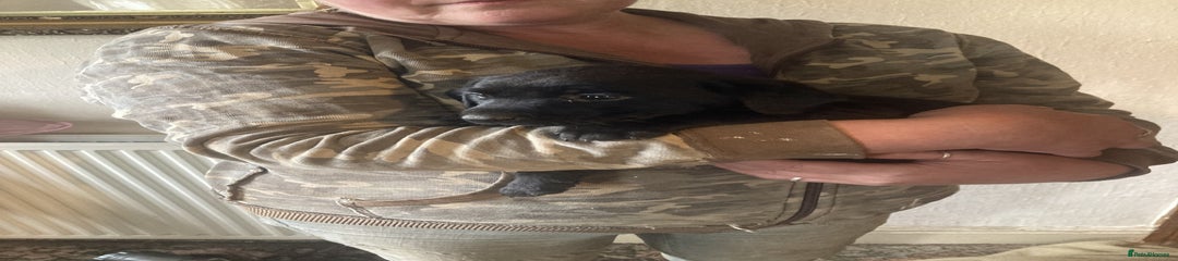 Labrador Retriever Puppy 6