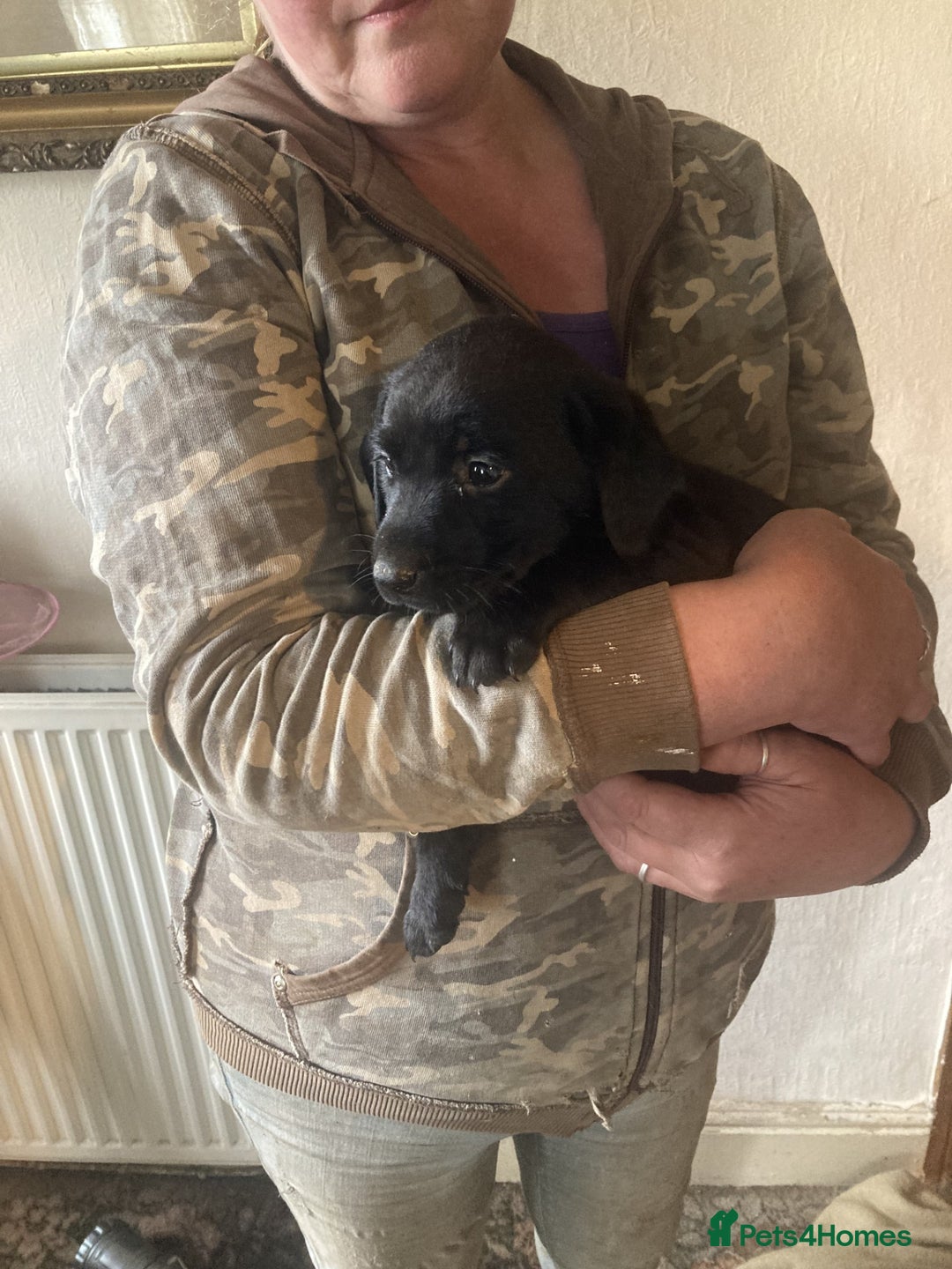 Labrador Retriever dogs for sale: Beautiful Black/yellow/foxred puppies! - Image 14