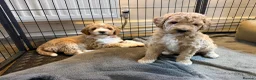 Mini Goldendoodle dogs for sale: Mini Goldendoodle puppies 🐶🫶🏻 - Advert 13
