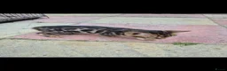 Bengal cats for sale: Tica registered Bengal kittens - Advert 4