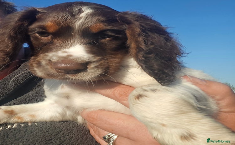 Cocker Spaniel dogs - Advert 14