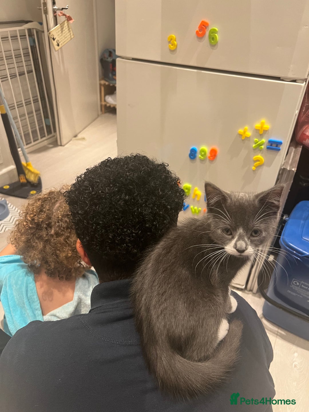 Domestic Shorthair cats for sale: Grey & white Kitten for sale - Advert 2