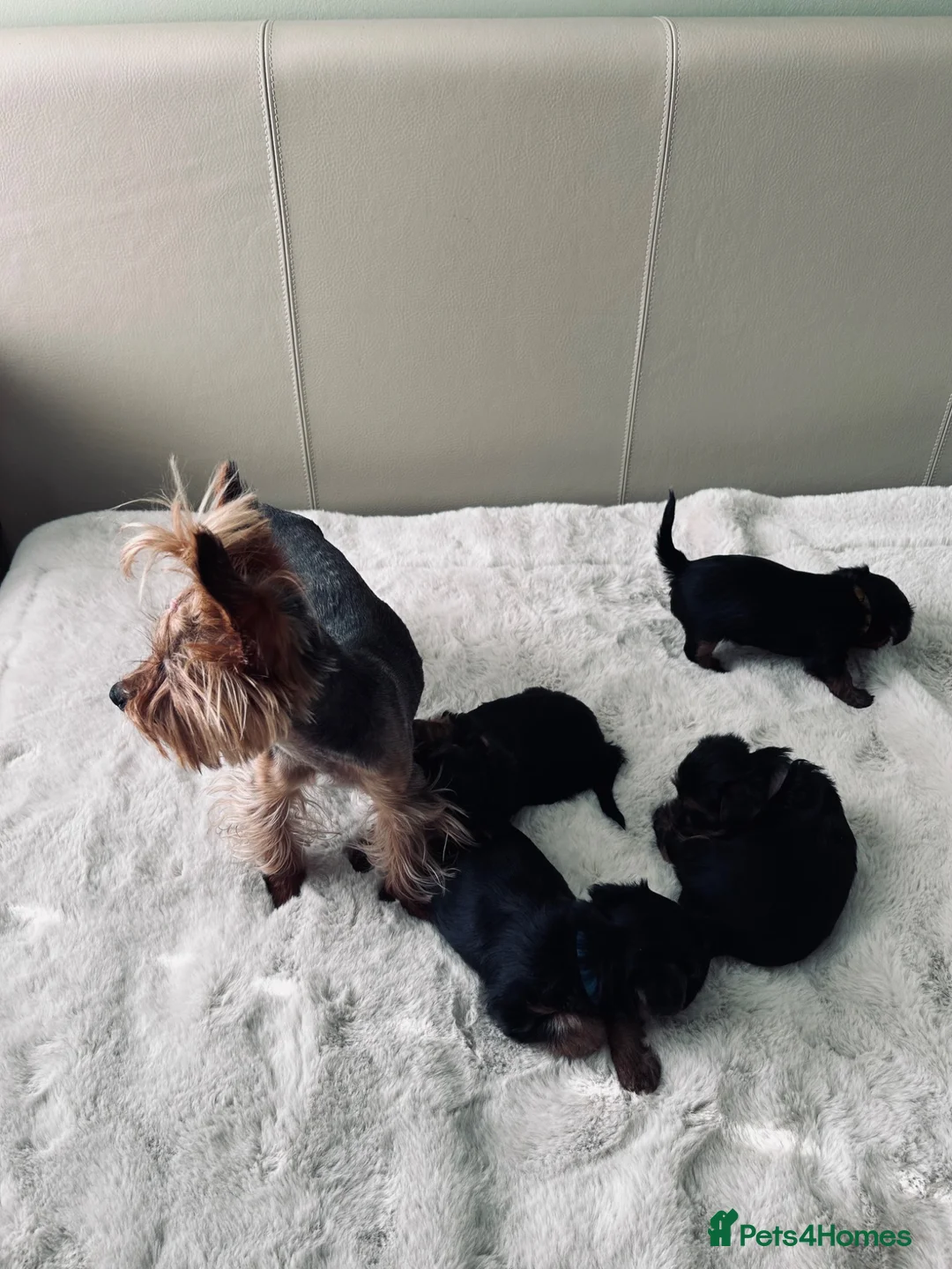 Yorkshire Terrier dogs for sale: Tiny Yorkshire terrier puppies  - Advert 2