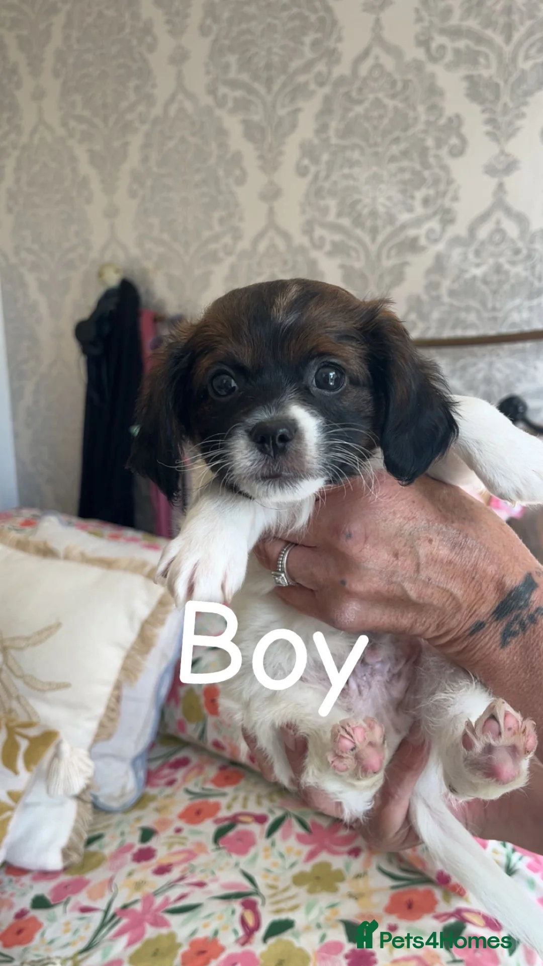 Mixed Breed dogs for sale: Beautiful pups  - Advert 2