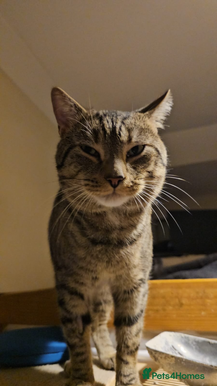 Mixed Breed cats Billi – gentle rescue 10 mnths urgently needs home - Advert 1