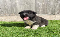 Akita dogs for sale: American Akita Puppys for sale  - Image 14