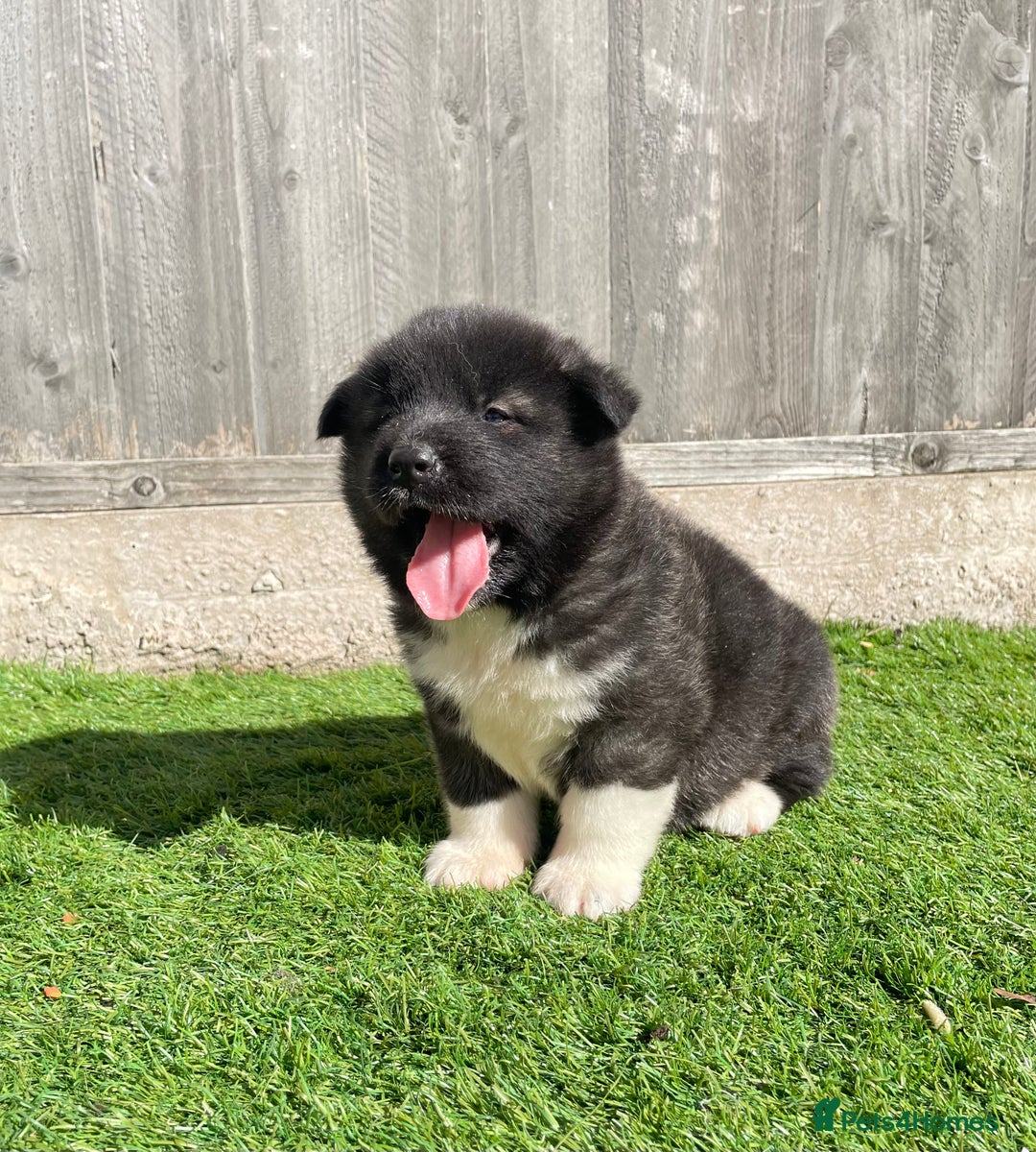 Akita dogs for sale: American Akita Puppys for sale  - Image 14