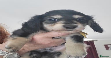 Miniature Dachshund dogs - Advert 4