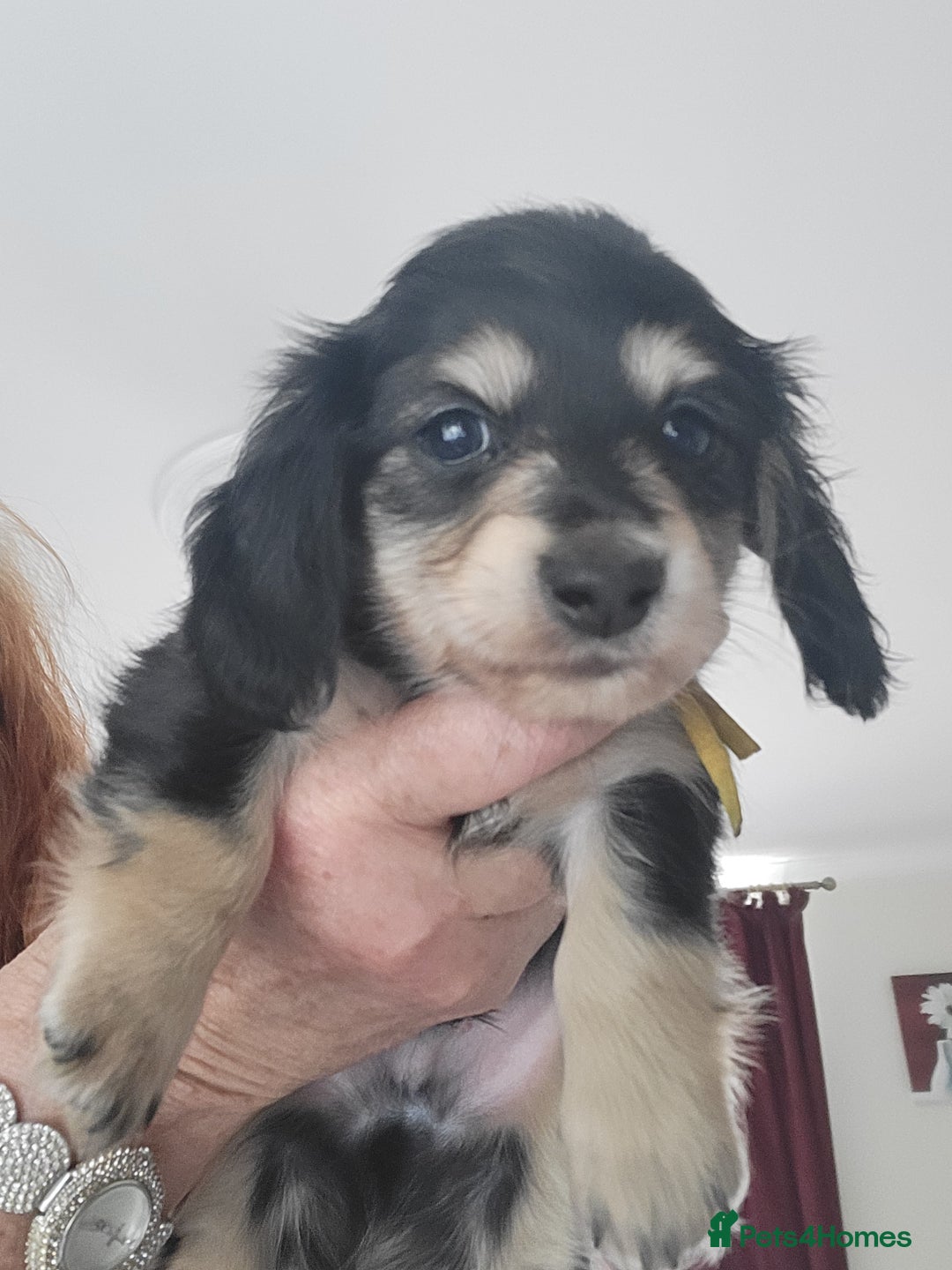 Miniature Dachshund dogs for sale: KC Black and Cream  long haired  - Image 2