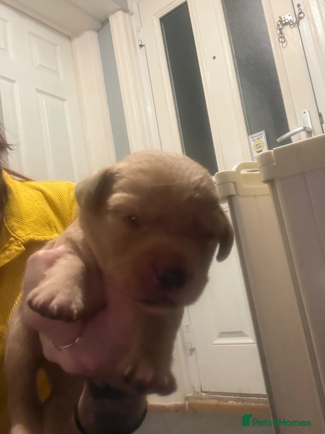 Labrador Retriever dogs for sale: 🐶 KC Registered Fox Red Labrador Puppies 🐶 - Advert 10