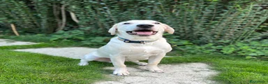 Labrador Retriever 1