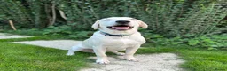 Labrador Retriever dogs for sale: Young working type yellow lab - Advert 1