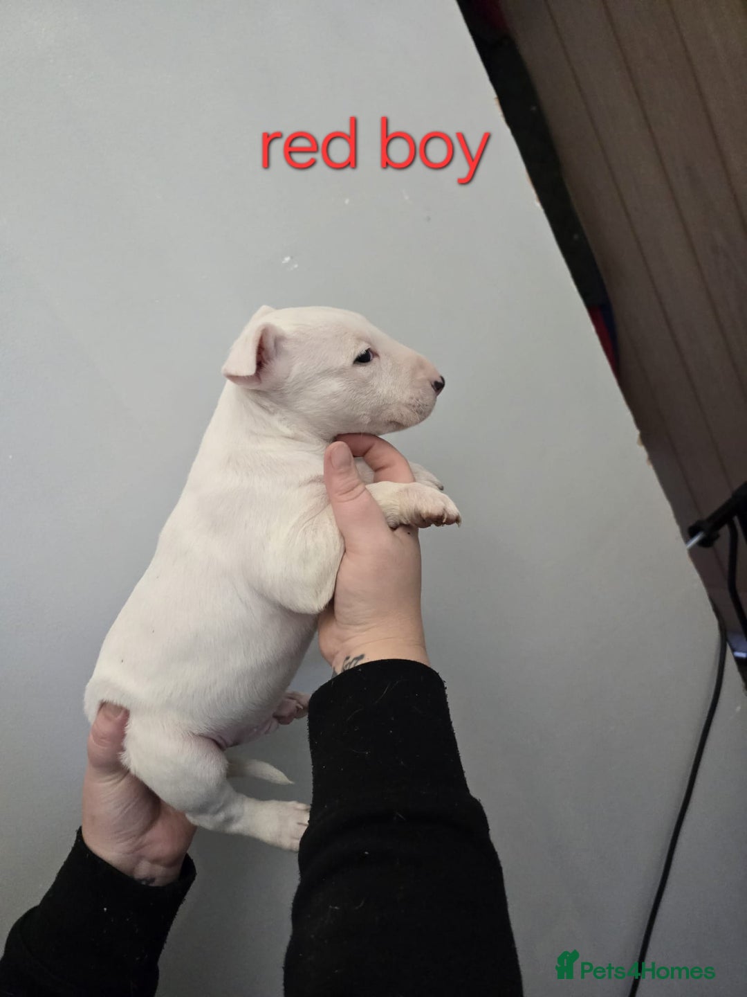 Bull Terrier dogs for sale: 4 English bull terriers - Advert 4