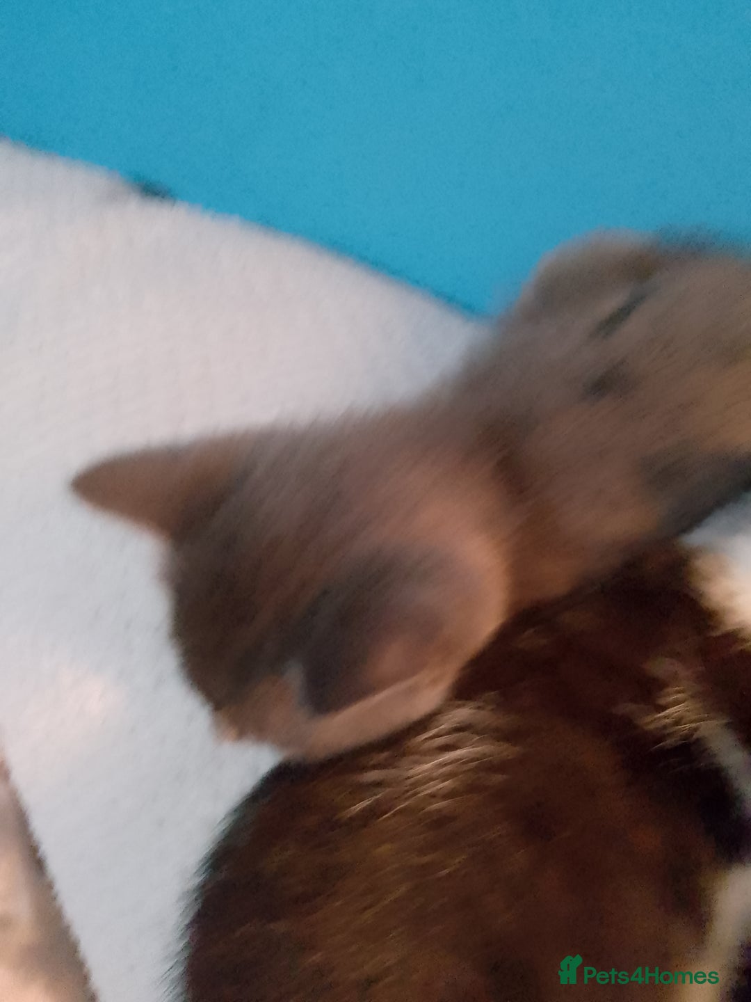 Mixed Breed cats for sale: Beautiful kittens  - Advert 12