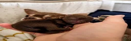 Chihuahua dogs for sale: Beautiful chocolate long-coat boy 🍎  - Advert 12