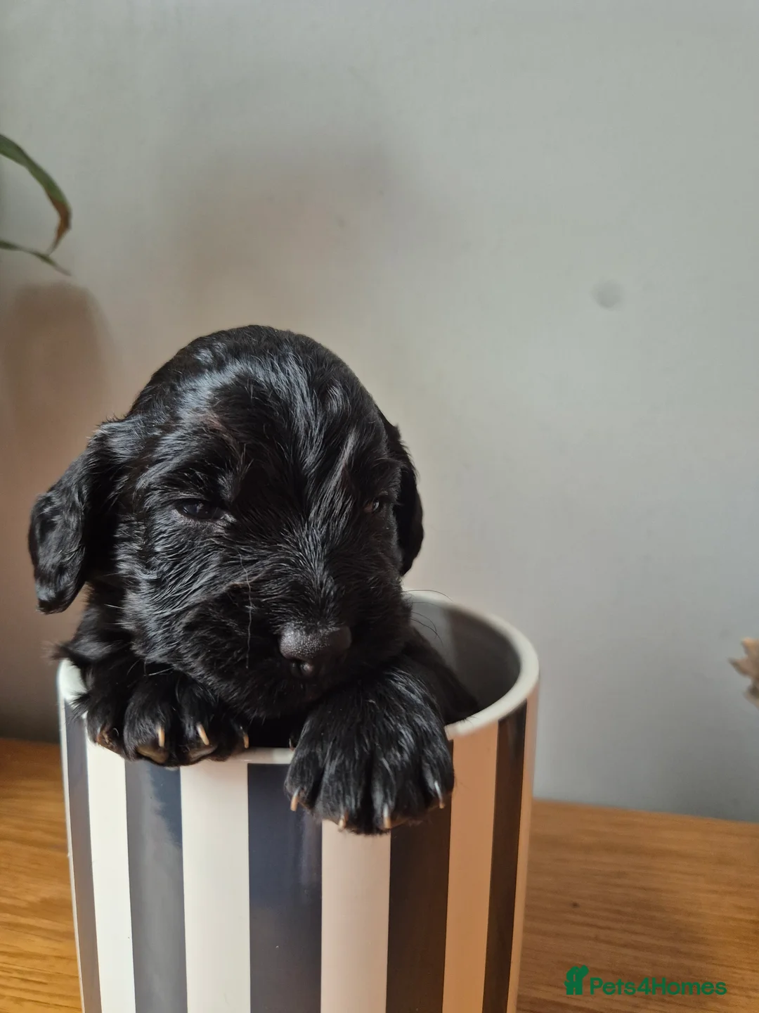 Cocker Spaniel dogs for sale: 2 working cockers 1 girl 1 boy - Advert 5