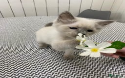 Ragdoll cats for sale: Ragdoll kittens ready now  - Image 7