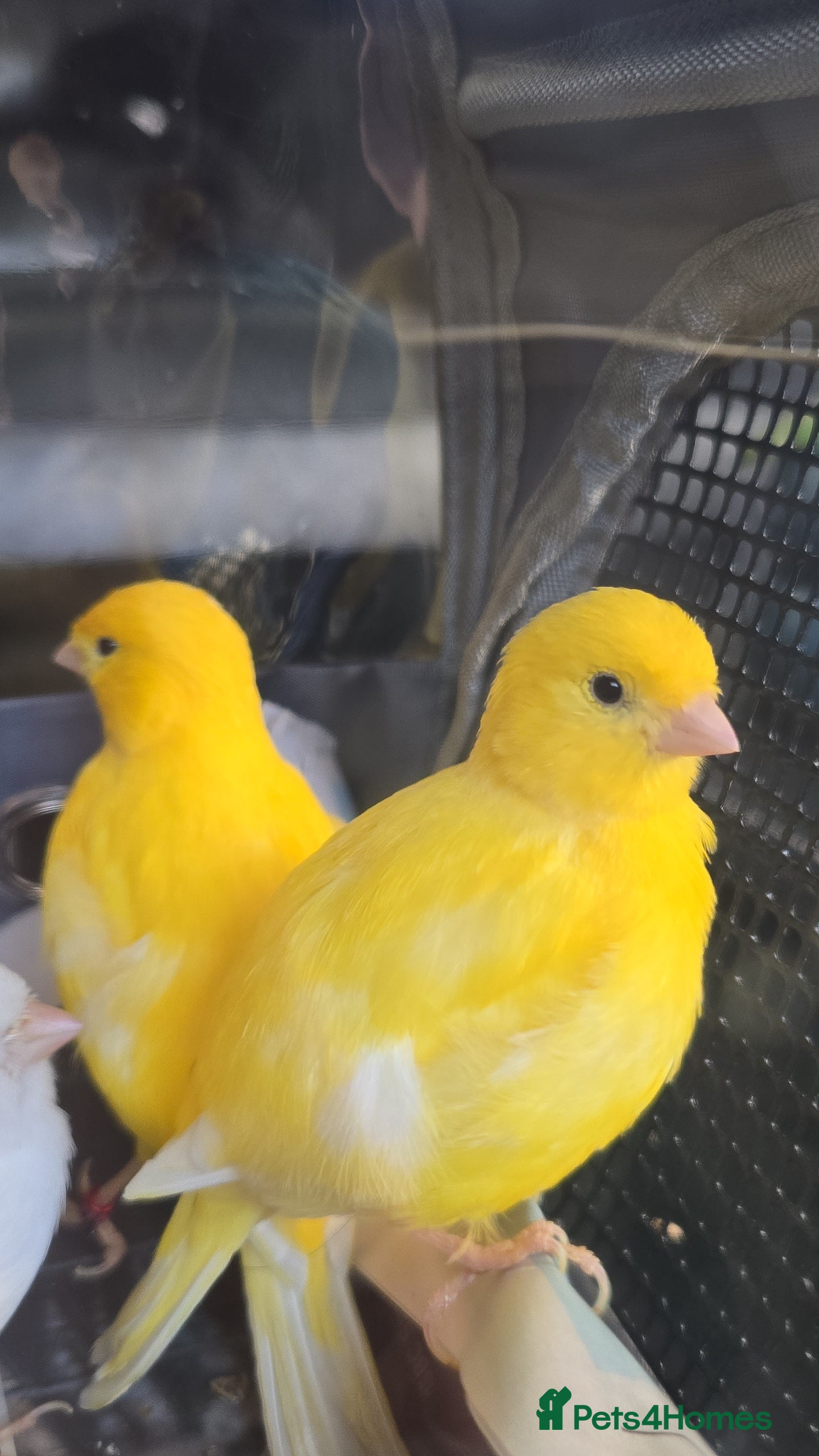 Canaries birds Yellow canary  - Advert 2