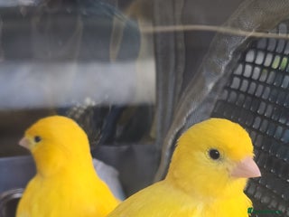 Canaries birds Yellow canary - Advert 2