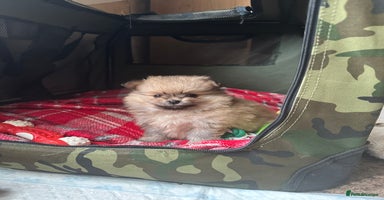 Pomeranian dogs - Advert 4