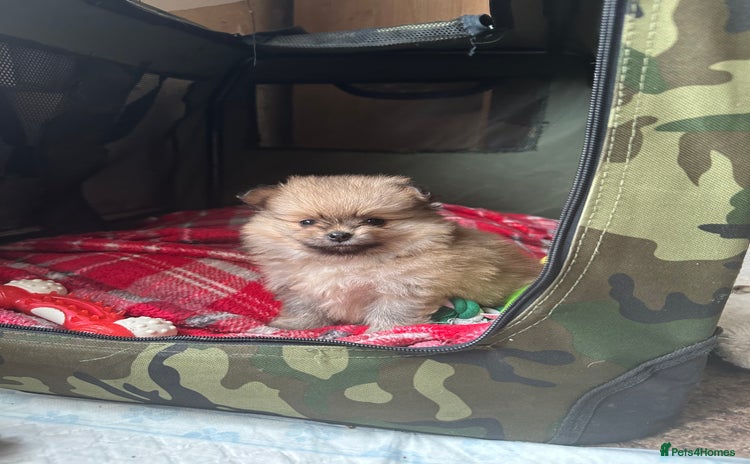 Pomeranian dogs - Advert 2
