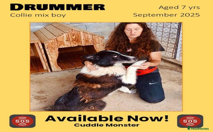 Mixed Breed dogs - Advert 18