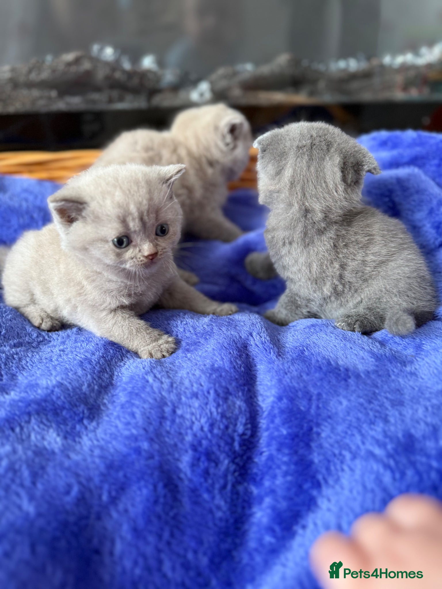 Scottish Fold cats Beautiful scottishfold/Scottish straight kittens🥰 - Advert 1