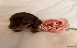 Miniature Dachshund dogs for sale: Stunning miniature dachshunds - tiny parents  - Image 12