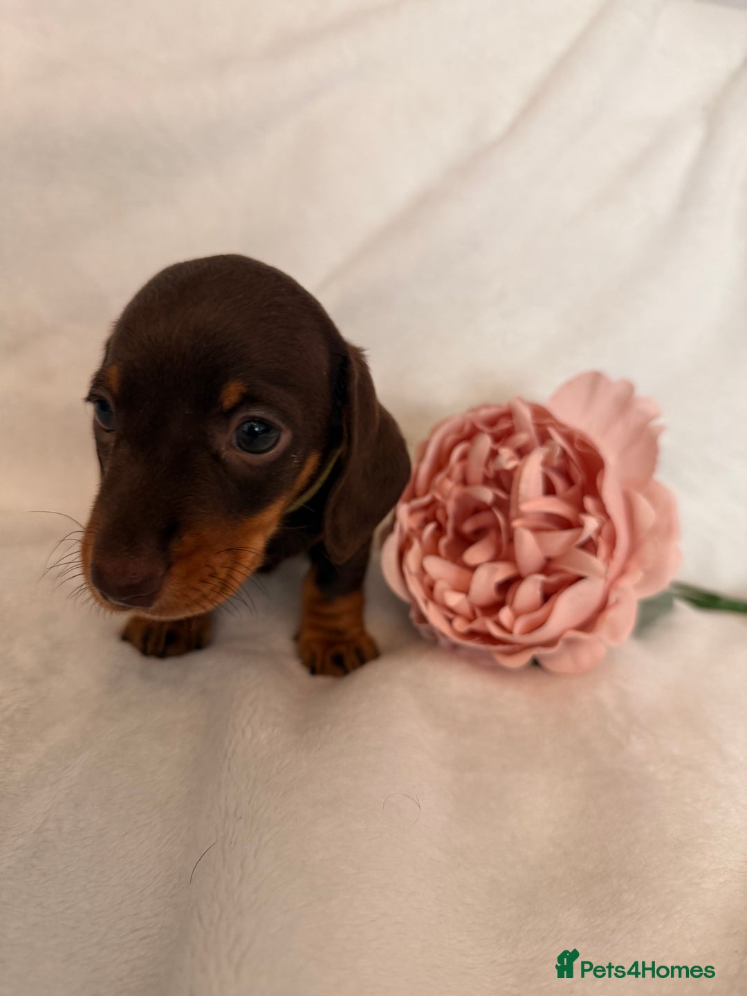 Miniature Dachshund dogs for sale: Stunning miniature dachshunds - tiny parents  - Image 12