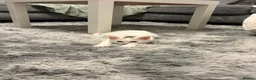 Scottish Fold cats for stud: 🐾 STUD SERVICES AVAILABLE – DOBBY OR CYCLOPS 🐾 - Advert 11