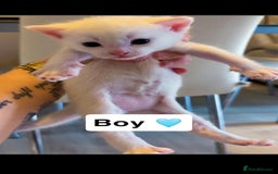 Mixed Breed cats for sale: Mixed breed kittens  - Image 3