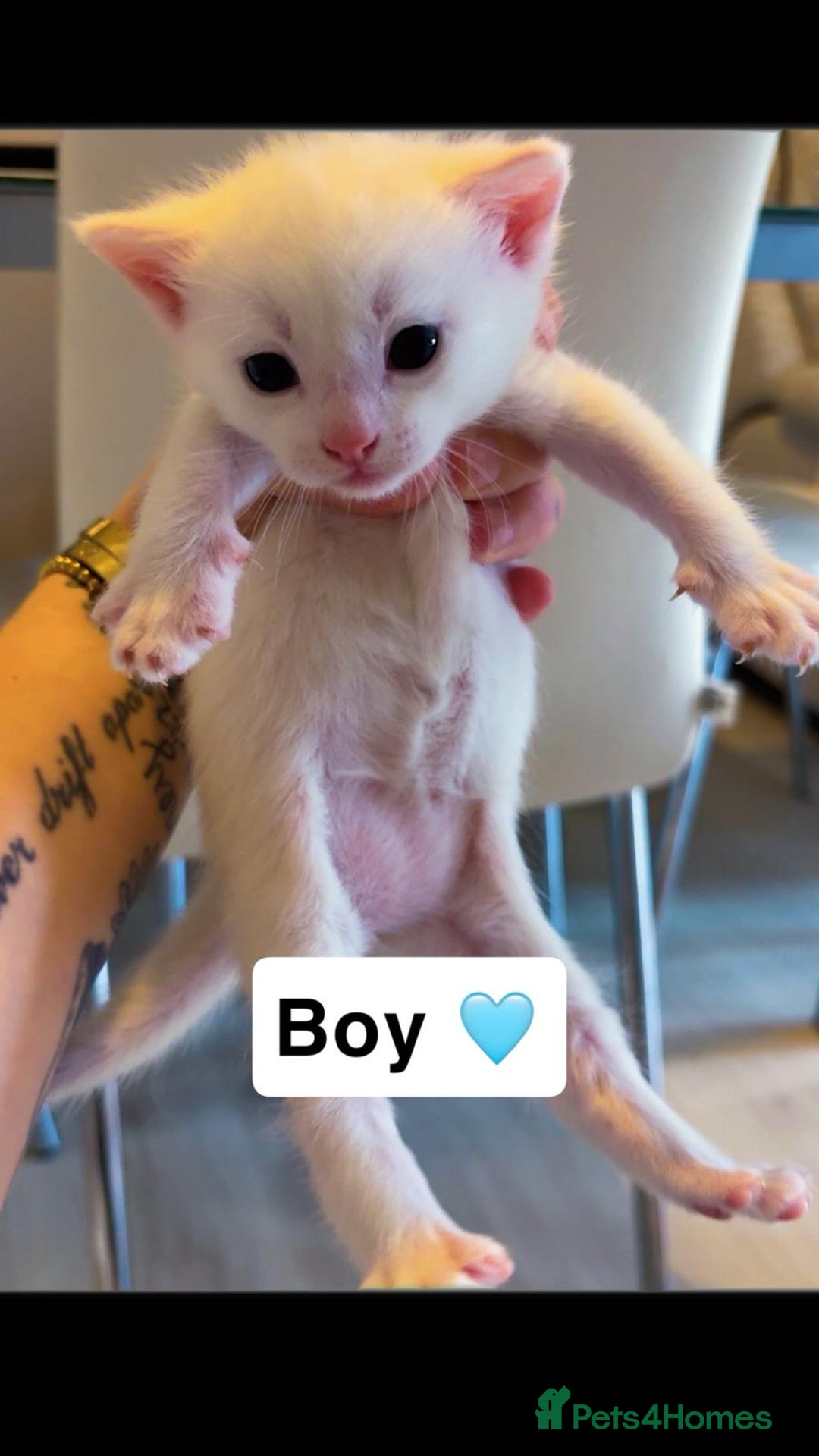 Mixed Breed cats for sale: Mixed breed kittens  - Image 3