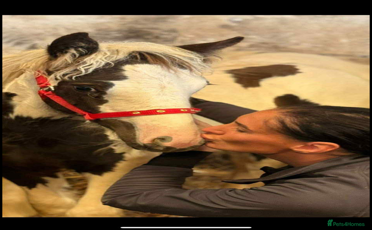 Irish Cob horses - Advert 5