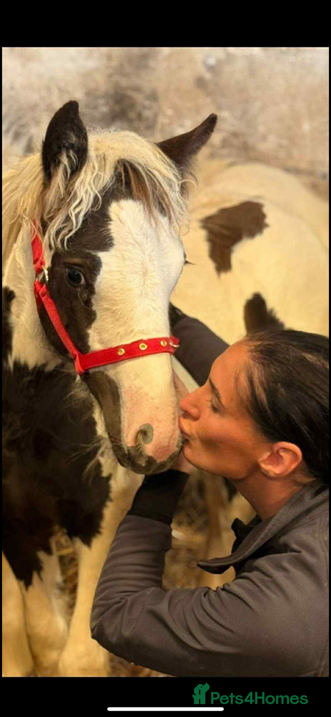 Irish Cob horses for sale: Piper the sweetest little filly  - Image 1