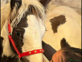 Irish Cob horses - Advert 2