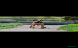 Lakeland Terrier dogs for sale: Red Lakeland terrier bitch - Image 8