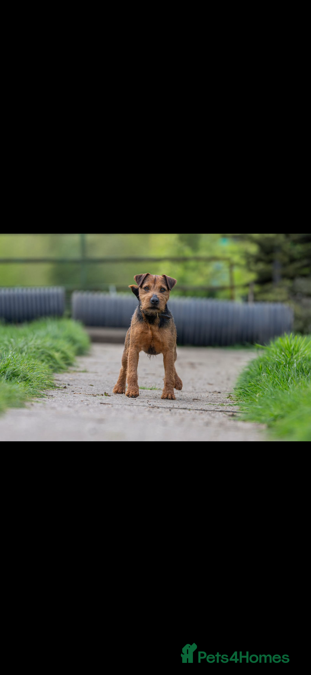 Lakeland Terrier dogs for sale: Red Lakeland terrier bitch - Image 8