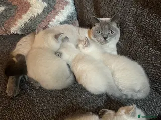 British Shorthair cats Stunning British Shorthair Kittens - Advert 1