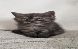British Shorthair cats for sale: 4 British Shorthair  - Image 12