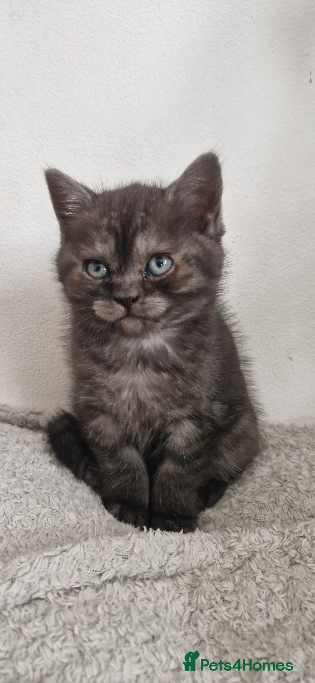 British Shorthair cats for sale: 4 British Shorthair  - Image 12