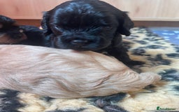 Cavapoo dogs for sale: Cavapoo - Image 37