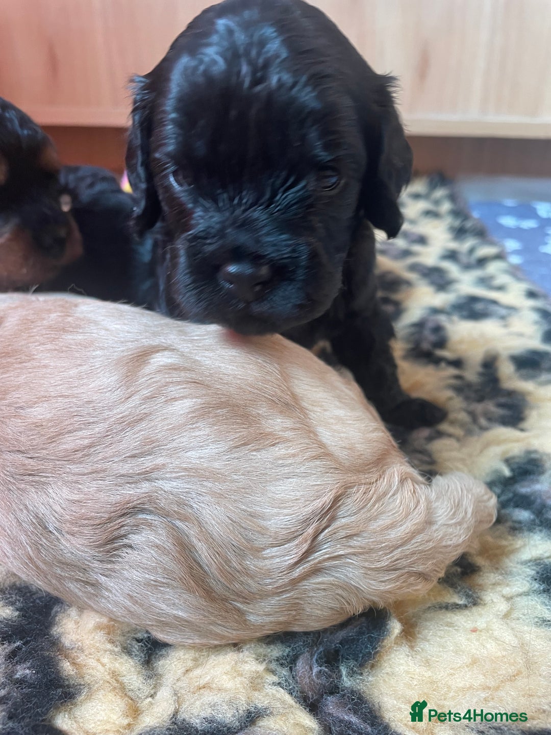 Cavapoo dogs for sale: Cavapoo - Image 37