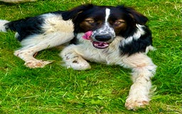 Border Collie dogs for adoption: Oliver’s Story: One Hour From Death - Image 6
