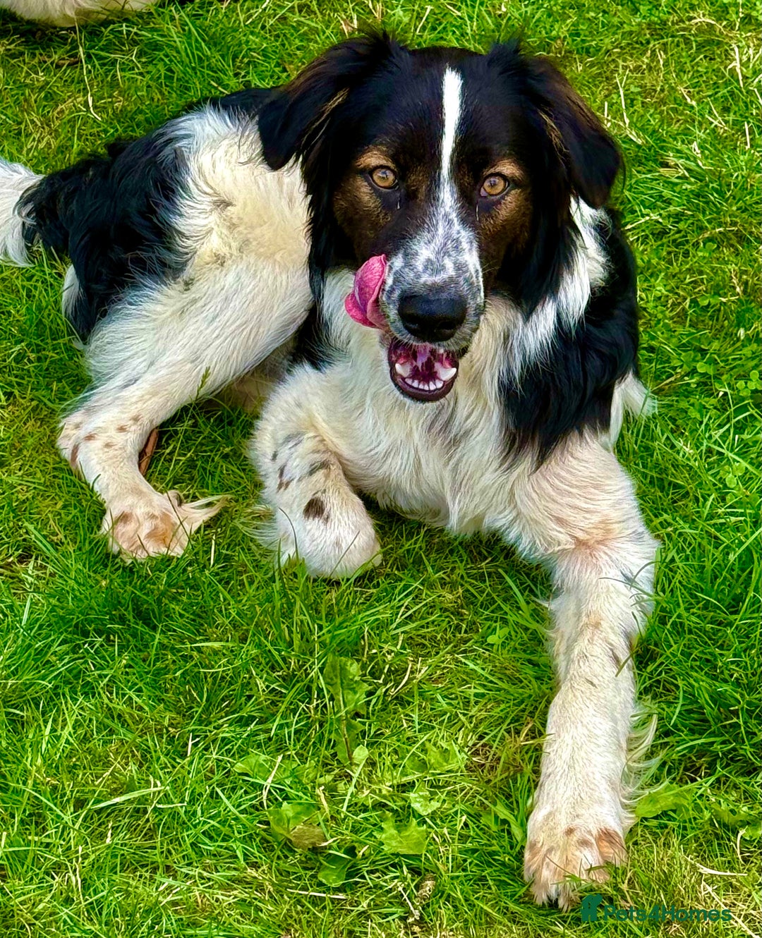 Border Collie dogs for adoption: Oliver’s Story: One Hour From Death - Image 6